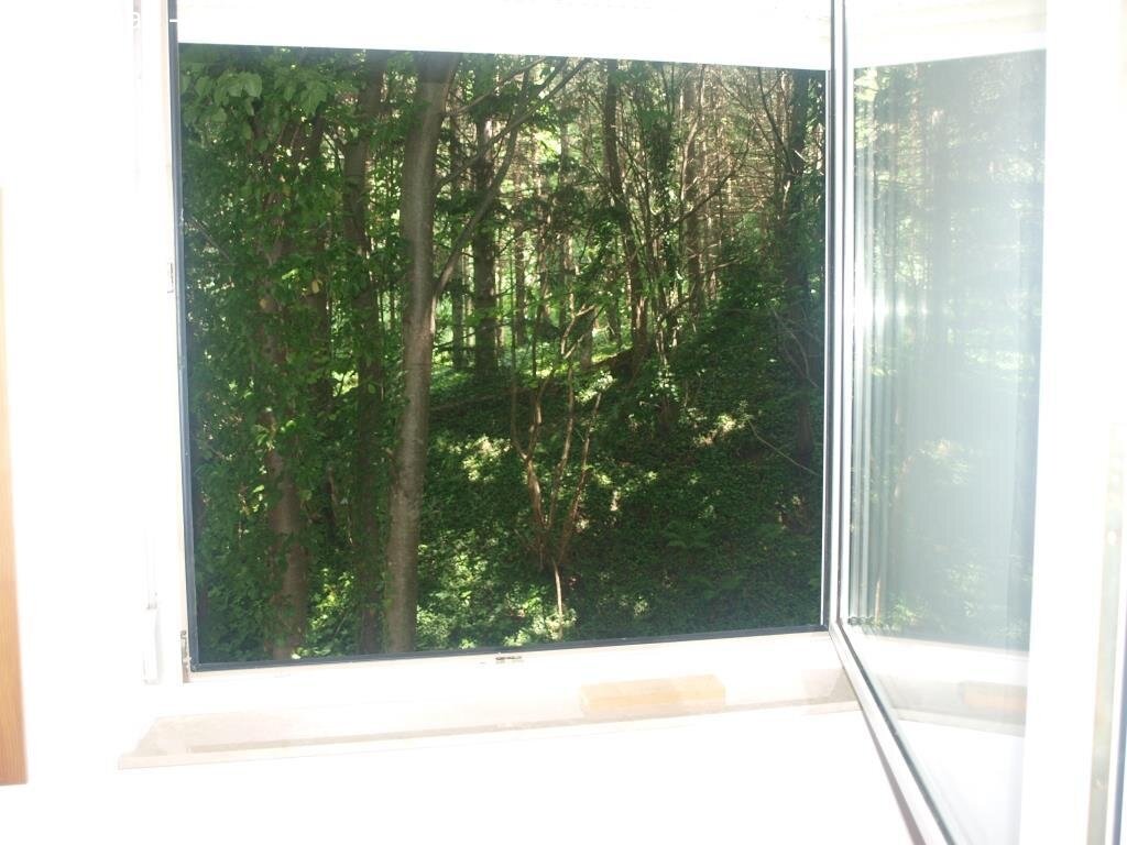 Waldblick